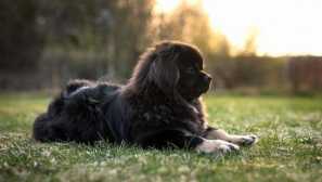 Tibetský španěl - malý pes s obrovským srdcem